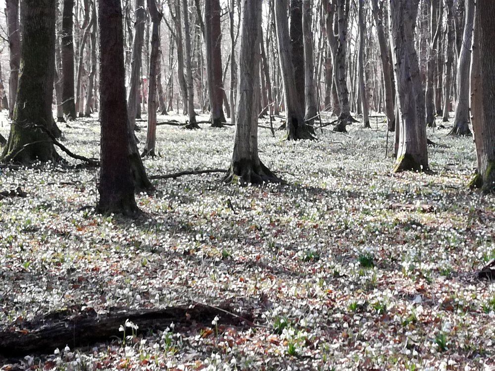 Mintha havas lenne az erdő (fotó: Urbán László)